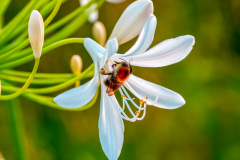 Plantentuin-Vordenstein-059-20240710-bewerkt-Stan-04-10-juli-2024