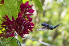 MD_natuur-colibri