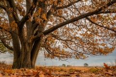 DLGZ-Dressed-in-autumn-colors-1800px-3290